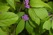 CALLICARPA bodinieri 'Giraldii'