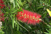 CALLISTEMON rigidus