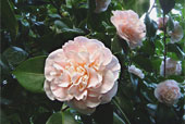 CAMELIA japonica 'Debutante'