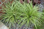 CAREX oshimensis 'Evergold'