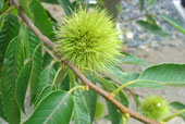 CASTANEA sativa