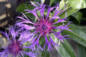 CENTAUREA montana