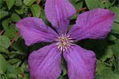 CLEMATIS 'General Sikorski'