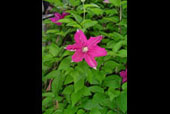 CLEMATIS 'Ville de Leon'