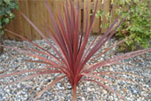 CORDYLINE australis 'Atropurpurea'