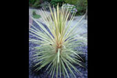 CORDYLINE australis 'Torbay dazzler'