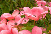 CORNUS kousa 'Satomi'