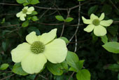 CORNUS nuttallii