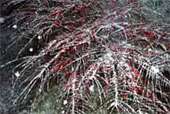 COTONEASTER horizontalis