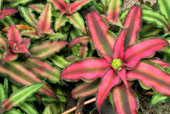 CRYPTANTHUS 'Pink Starlight'
