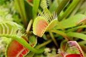 DIONAEA muscipula