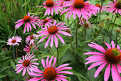 ECHINACEA purpurea