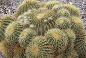 ECHINOCACTUS grusonnii