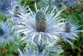 ERYNGIUM alpinum 'Blue Star'