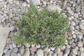EUONYMUS japonicus microphyllus 'variegata'
