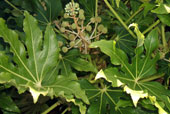 FATSIA japonica