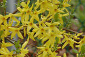 FORSYTHIA x intermedia 'Spectabilis'