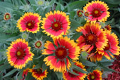 GAILLARDIA x grandiflora 'Arizona Sun'