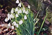 GALANTHUS gracilis