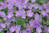 GERANIUM 'johnson's blue'