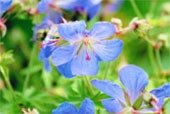 GERANIUM pratense