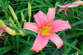 HEMEROCALLIS 'exotic dancer'