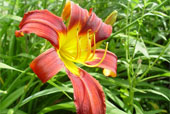 HEMEROCALLIS 'Long Stocking'