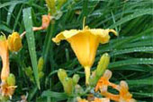 HEMEROCALLIS 'Marion Vaughn'