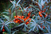 HIPPOPHAE rhamnoides