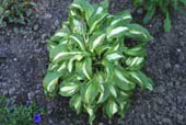HOSTA undulata 'variegata'
