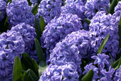 HYACINTHUS orientalis