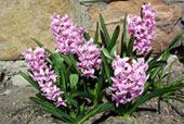 HYACINTHUS orientalis 'Lady Derby'