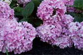 HYDRANGEA macrophylla