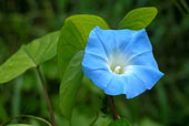 IPOMOEA tricolor