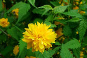 KERRIA japonica var. japonica