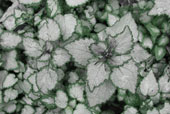 LAMIUM maculatum 'Beacon Silver'