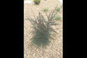 LEPTOSPERMUM scoparium 'red damask'