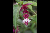 LEYCESTERIA formosa