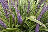 LIRIOPE muscari 'variegata'