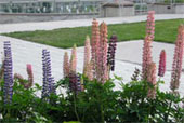 LUPINUS 'mixed varieties'