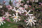 MAGNOLIA x loebneri 'Leonard Messel'