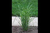 MISCANTHUS sinensis 'Zebrinus'