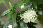 MYRTUS communis