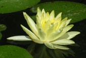 NYMPHAEA 'Sunrise'