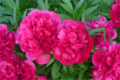 PAEONIA lactiflora 'Kansas'