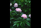 PAEONIA lactiflora 'Sarah Bernhardt'