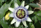 PASSIFLORA caerulea