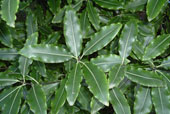 PITTOSPORUM eugenioides