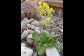 PRIMULA veris