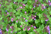 PULMONARIA saccharata